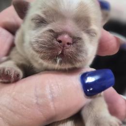 Bubbles - Cream and white female Shih Tzu puppy in Green Valley Lake, California from All American Shih Tzu Puppies