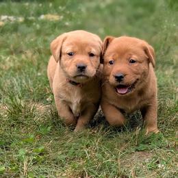 Labrador Retriever Puppies from Puzzles Labradors