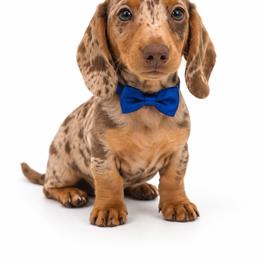 Andrew - Dapple male Dachshund puppy in Illinois from William Rotsaert