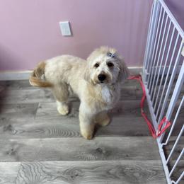 Lucy - Goldendoodle