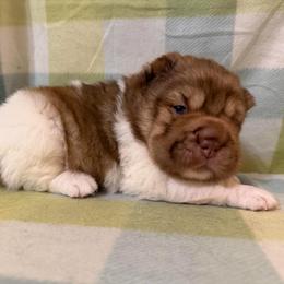 Nacho - White male Chinese Shar-Pei puppy in Lenoir, North Carolina from Peitato Chips