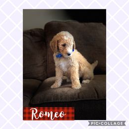 Aussiedoodle, Bernedoodle, and Poodle Puppies from Megan’s Spoiled Standards