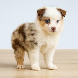 Minerva - Red merle female Toy Australian Shepherd puppy in Sanger, California from Flying M Cactus Ranch Buddies
