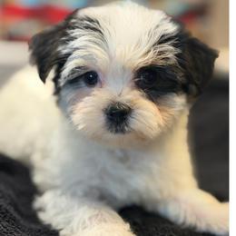 Harrison - Black & tan tri-color male Morkie puppy in Florence, Kentucky from 4paws4ever by Design