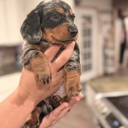 Boy 2 - Dapple male Dachshund puppy in Pea Ridge, Arkansas from Cotton Patch Ridge