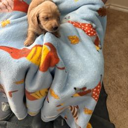 Dachshund Puppies from Ginny’s Family Dachshunds