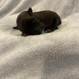 Ty Lee - Brindle female xDutch Shepherd puppy in Chelsea, Alabama from Alliance K9