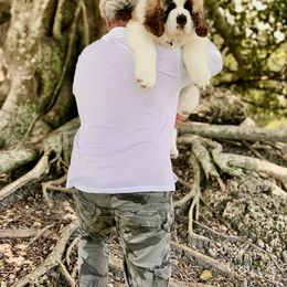 Saint Bernard Puppies from St Bernard Kingdom, LLC