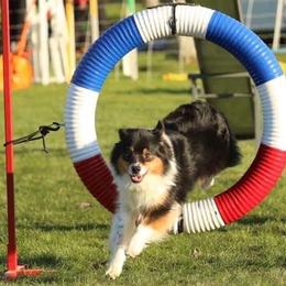 Australian Shepherds from Colockum Australian Shepherds