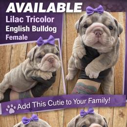 Jelly Girl 2 - Lilac tri-color female Bulldog puppy in Marysville, Washington from BulldogWA
