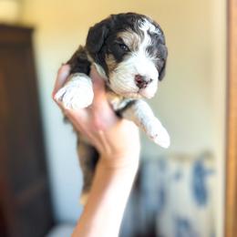 Kiss Me - male Australian Mountain Doodle puppy in Iowa from Burkhart Family Puppies