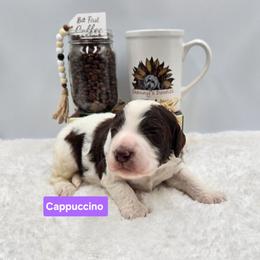 Cappuccino - Parti female Goldendoodle puppy in Summerville, South Carolina from Channys Doodles