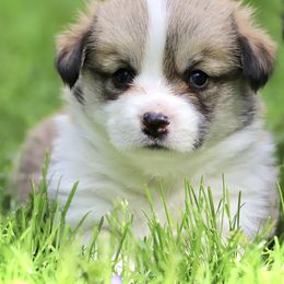 Pembroke Welsh Corgi Puppies from Cosmere Corgis