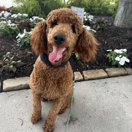 Navy - Off-leash Obedience - Red  male Poodle puppy in Cleveland, Tennessee from Canine Castle of Cleveland