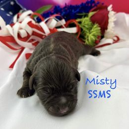 Misty - Liver female Miniature Schnauzer puppy in Sylvania, Georgia from Southern Sky Miniature Schnauzers