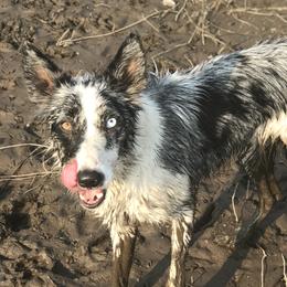 Border Collies, Dachshunds, and Pembroke Welsh Corgis from Divine Dogs
