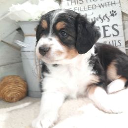 Bentley - Black tri-color male Aussiedoodle puppy in Roanoke, Virginia from Miniature Angels Farm
