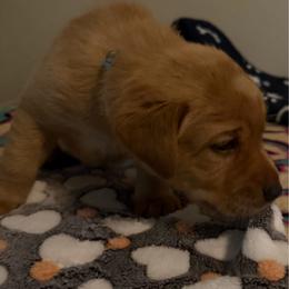 Ren - Yellow male Labrador Retriever puppy in North Chesterfield, Virginia from Lake Crystal Farms Labradors