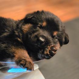 White collar (Socks) - Black and red male German Shepherd puppy in Hermitage, Pennsylvania from Shepherds of the Hundred Acres