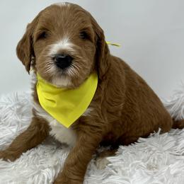 Yellow Male - Apricot male Goldendoodle puppy in Great Falls, Montana from Montana Goldendoodles