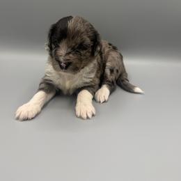 Pixy Stick - Blue merle female Aussiedoodle puppy in Paragould, Arkansas from AC Doodles & Corgis