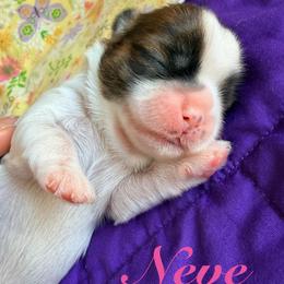Neve - Gold and white female Shih Tzu puppy in Hemet, California from Aloha Shih Tzu