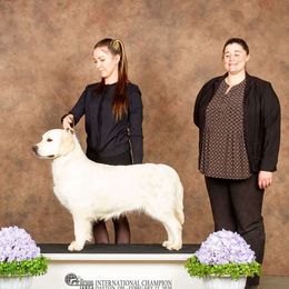 Mara - Golden Retriever