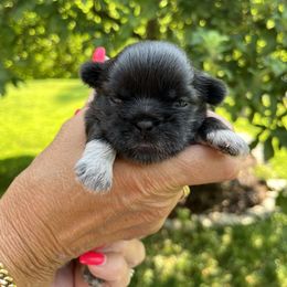Girl 2 - Black female Shih Tzu puppy in Danbury, Connecticut from Dempsey’s Darlings