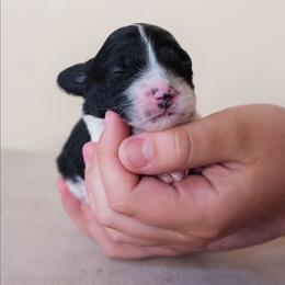 Josie - Black and white female Cavapoo puppy in Tucson, Arizona from Ever After Doodles Arizona