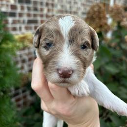Gray Girl - Parti female Double Doodle puppy in Huntsville, Alabama from Winchester Doodles