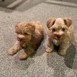 Ready (to meet you) - Wheaten male Miniature Schnauzer puppy in Groesbeck, Texas from Ranch 4M