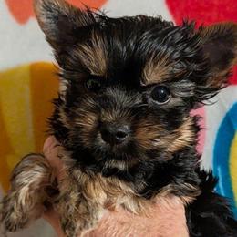 Eloy - Black and gold male Yorkshire Terrier puppy in Gatesville, Texas from KontryKritterz Yorkies