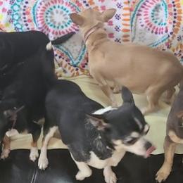 Chihuahuas from Yvonne's Chihuahuas