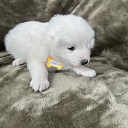 Amelia - White female Samoyed puppy in Atkinson, Nebraska from Sandhills Samoyeds