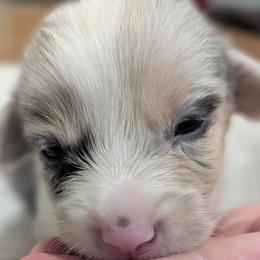 Dilute Blue Merle Male - Blue merle and white male Cardigan Welsh Corgi puppy in Chehalis, Washington from Triple B Corgis