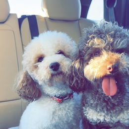 Poodle puppies from Reddy Poodles & Doodles