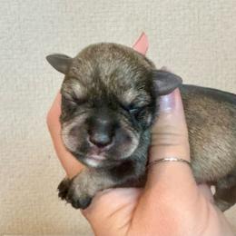 Pink ribbon girl - Salt and pepper female Miniature Schnauzer puppy in Floyd, Virginia from Little River Puppies