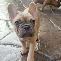 Alfredo has OFA Parents - Fawn male French Bulldog puppy in Billings, Montana from Yellowstone Frenchies