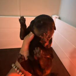 Boy one - Black and mahogany male Rottweiler puppy in Cleveland, Texas from Vom Haus Fantasy Rottweiler Kennel