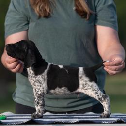 Black Roan Boy 1 - Black roan male German Shorthaired Pointer puppy in Greensburg, Kentucky from Nosam Kennels- Hungarian Vizslas, and German Shorthairs Located in Kentucky