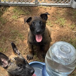 Belgian Malinois Puppies from Fromage Malinois
