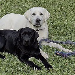 Labrador Retrievers from J and R Labradors of Texas
