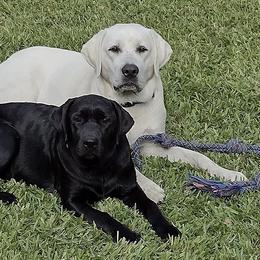 Labrador Retrievers from J and R Labradors of Texas