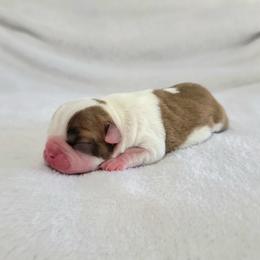 Boston Terrier Puppies from White Valley Boston Terriers
