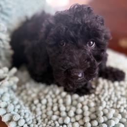 Asha - Black female Labradoodle puppy in Lowville, New York from Adirondack Labradoodles