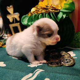 Lucky - 3,500 dollars - Chocolate merle male Pomeranian puppy in Amelia, Ohio from Boujee Puff Poms