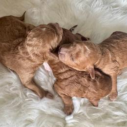Dana - Apricot female Goldendoodle puppy in Davie, Florida from Daviegoldendoodles