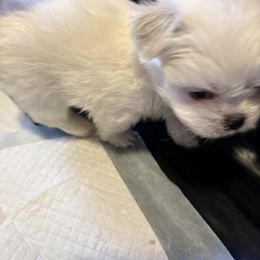 Levi - White male Pekingese puppy in Calhan, Colorado from Millennium Falcon Kennels