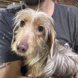 Luke - Dapple male Dachshund puppy in Fayetteville, Pennsylvania from PA's Darling Doxies