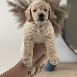Goldendoodle Puppies from The Golden Honey
